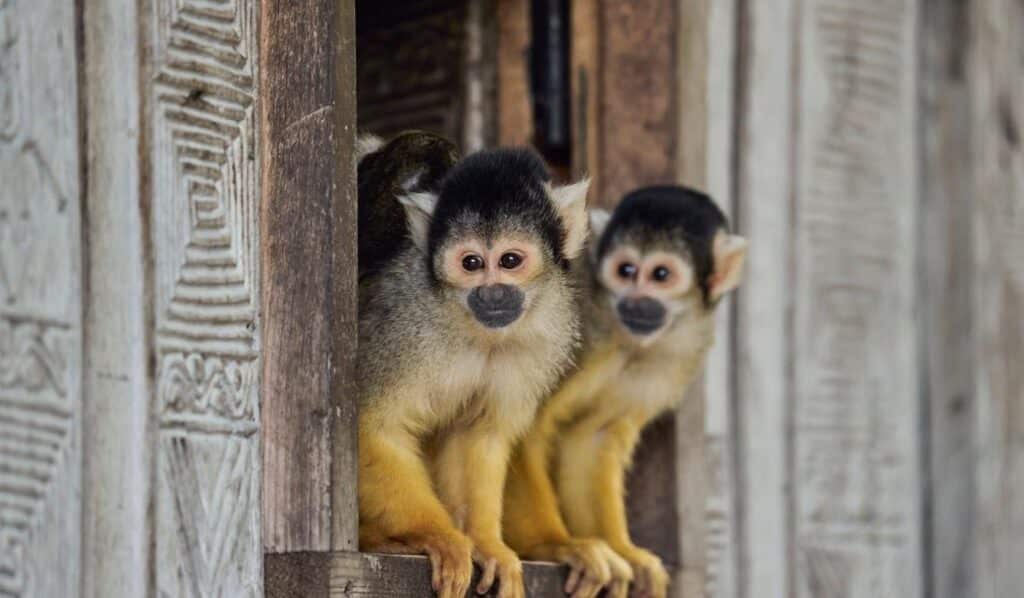 Monkeyland