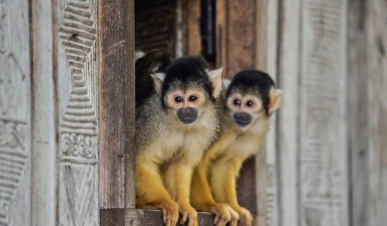 Monos ardilla en Monkeyland, Punta Cana