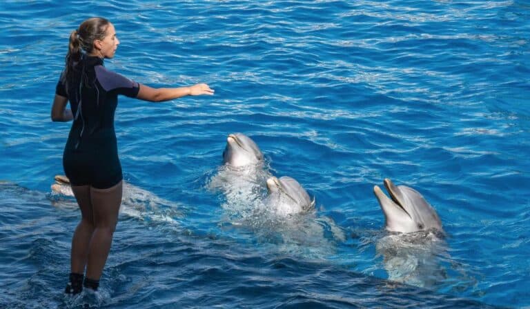 Delfines y entrenadora vistos desde la plataforma, Dolphin Explorer Punta Cana