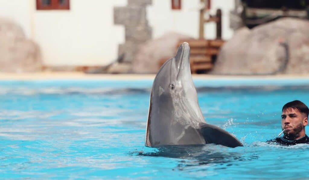 Dolphin Explorer – Excellence