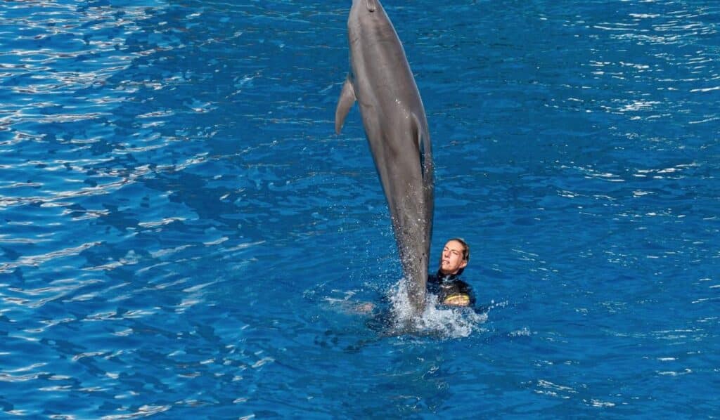 Dolphin Explorer – Explorer
